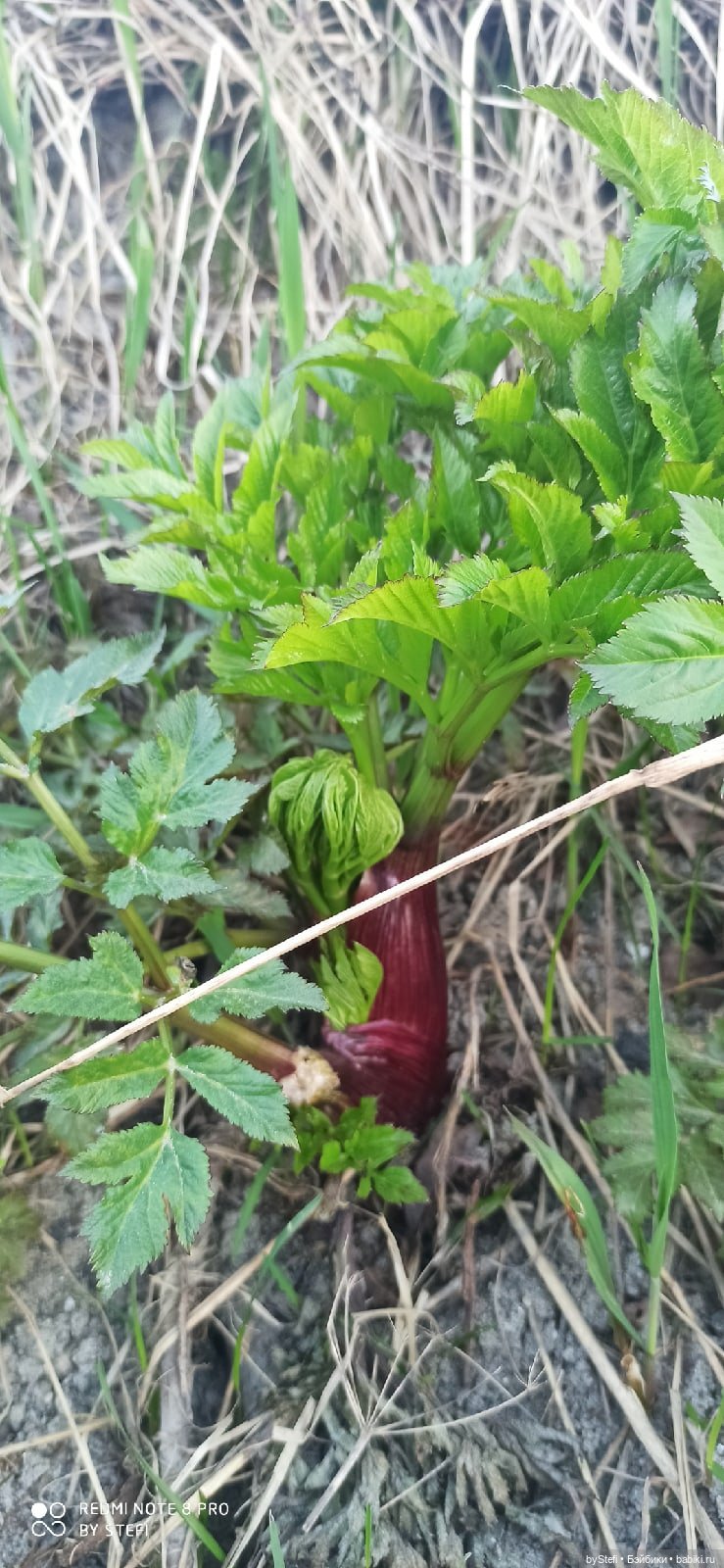 3 июня. Заполярье. Часть 3