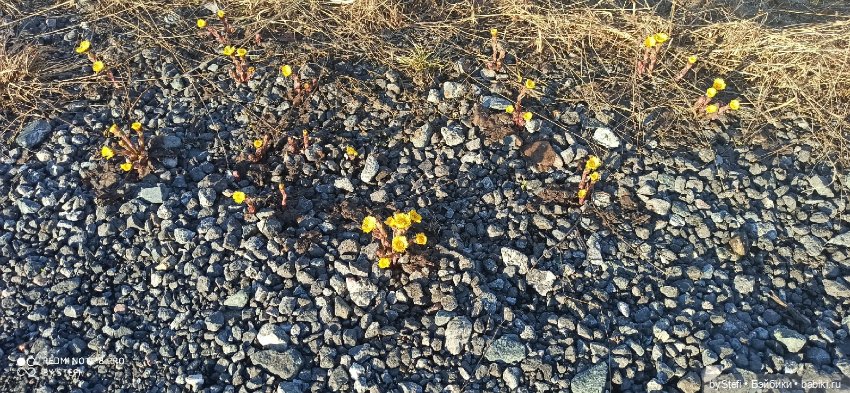 3 июня. Заполярье. Часть 2