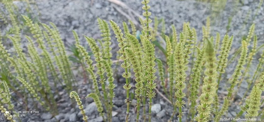 3 июня. Заполярье. Часть 3