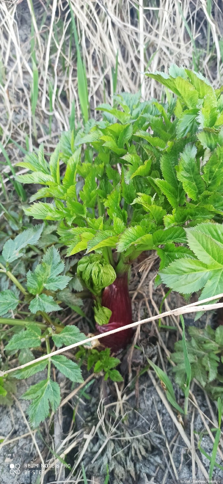 3 июня. Заполярье. Часть 3