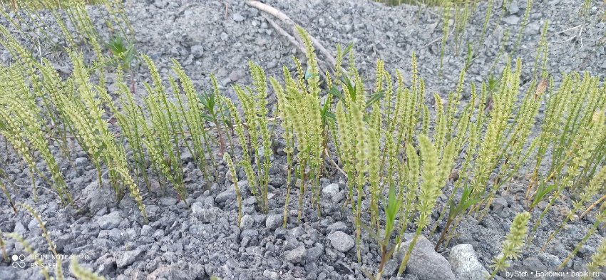 3 июня. Заполярье. Часть 3