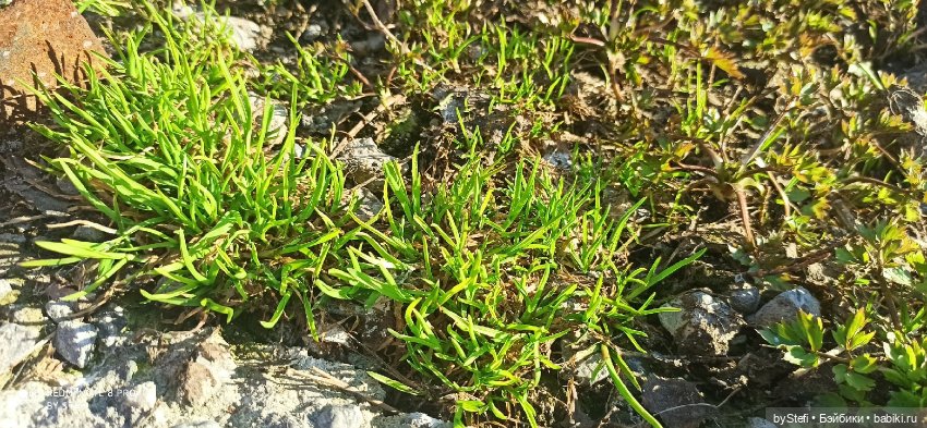 3 июня. Заполярье. Часть 3 (фото 10)