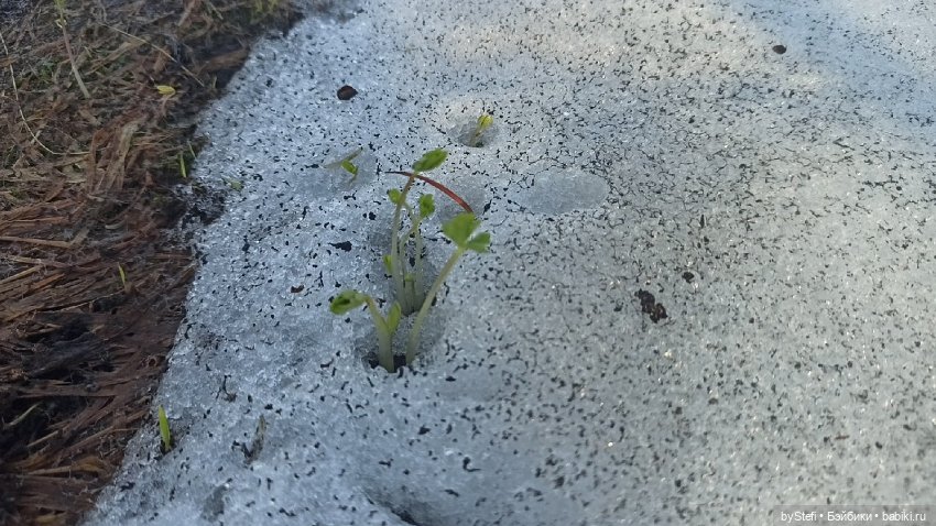 3 июня. Заполярье. Часть 1