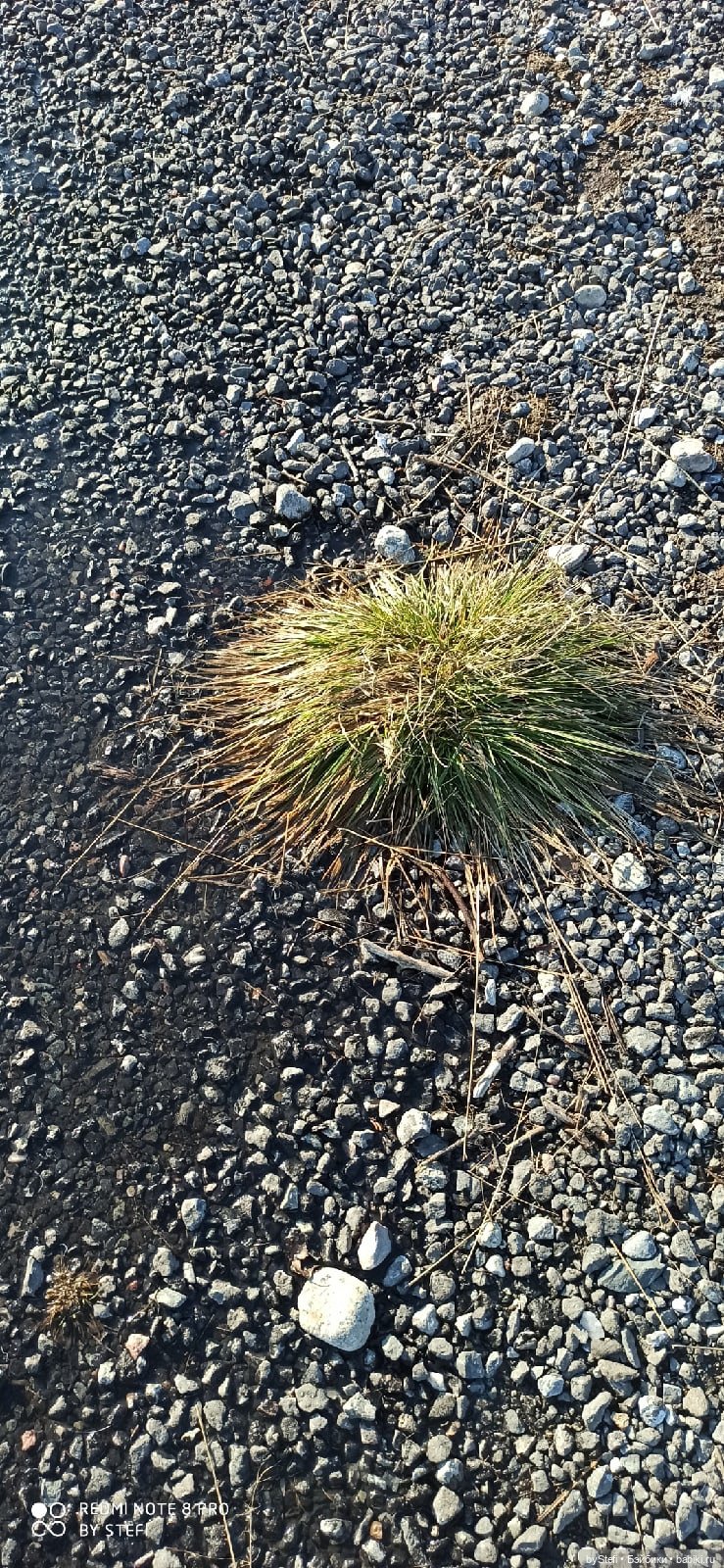 4 июня в Заполярье — Красивая природа и цветы: фото пейзажей (фото 8)