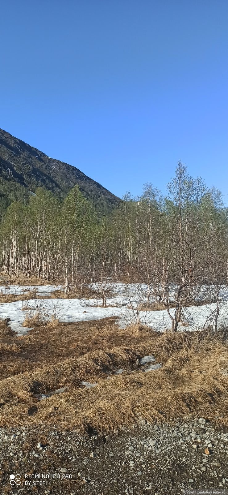 4 июня в Заполярье — Красивая природа и цветы: фото пейзажей