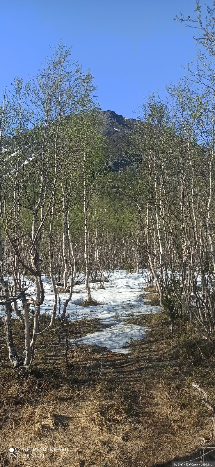 4 июня в Заполярье — Красивая природа и цветы: фото пейзажей