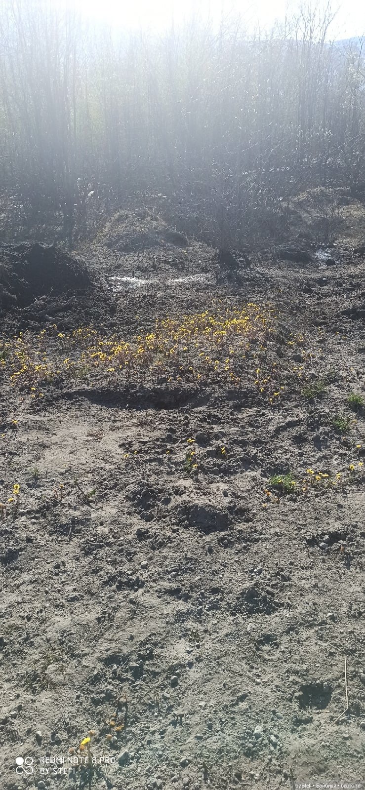 4 июня в Заполярье — Красивая природа и цветы: фото пейзажей