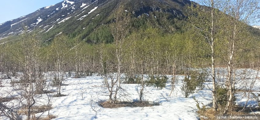 4 июня в Заполярье — Красивая природа и цветы: фото пейзажей