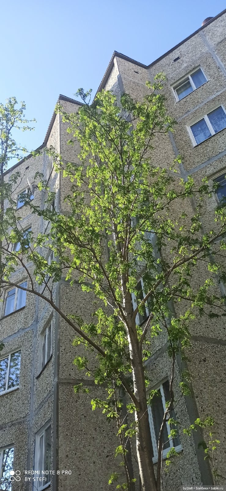 4 июня в Заполярье — Красивая природа и цветы: фото пейзажей