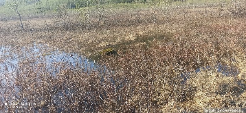 4 июня в Заполярье — Красивая природа и цветы: фото пейзажей