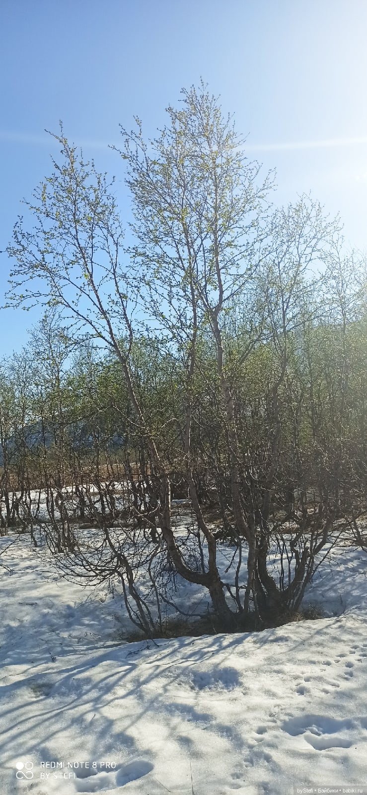 4 июня в Заполярье — Красивая природа и цветы: фото пейзажей