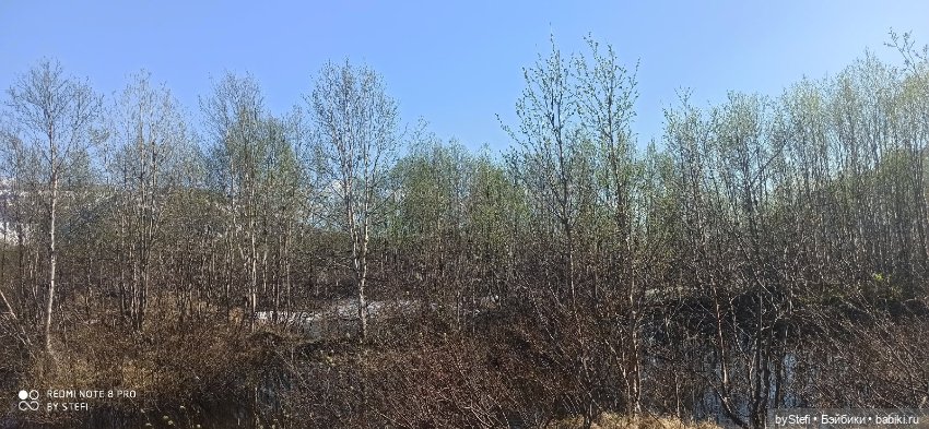 4 июня в Заполярье — Красивая природа и цветы: фото пейзажей