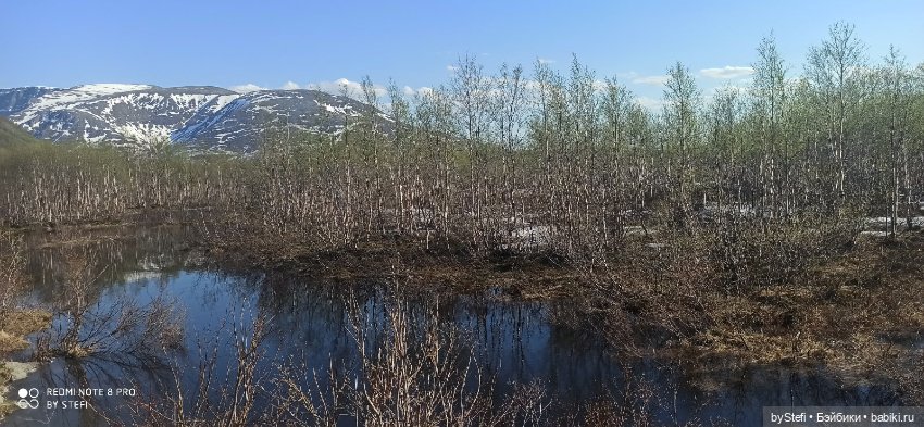 4 июня в Заполярье — Красивая природа и цветы: фото пейзажей