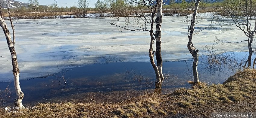 4 июня в Заполярье — Красивая природа и цветы: фото пейзажей