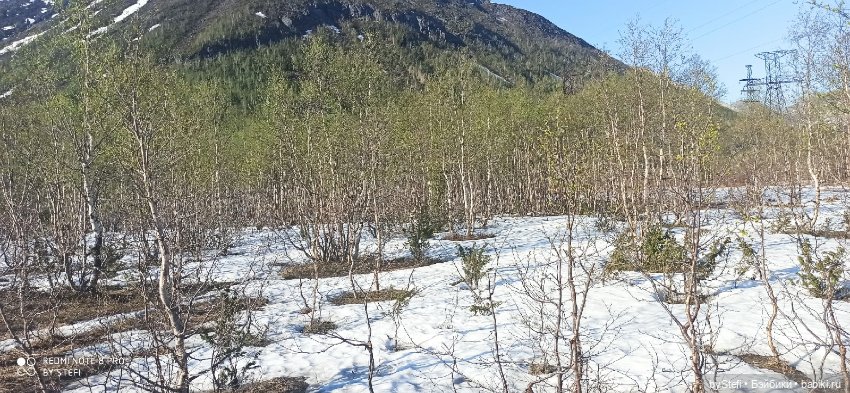 4 июня в Заполярье — Красивая природа и цветы: фото пейзажей