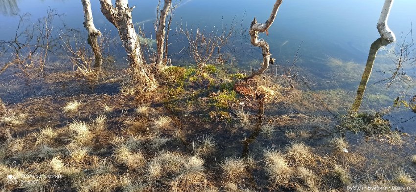 4 июня в Заполярье — Красивая природа и цветы: фото пейзажей (фото 10)