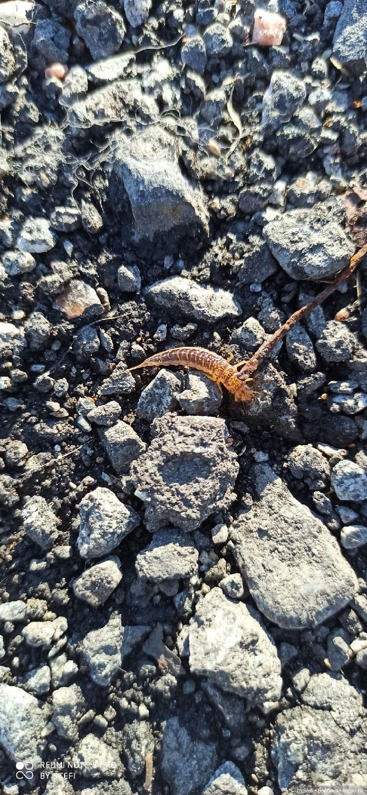 4 июня в Заполярье — Красивая природа и цветы: фото пейзажей