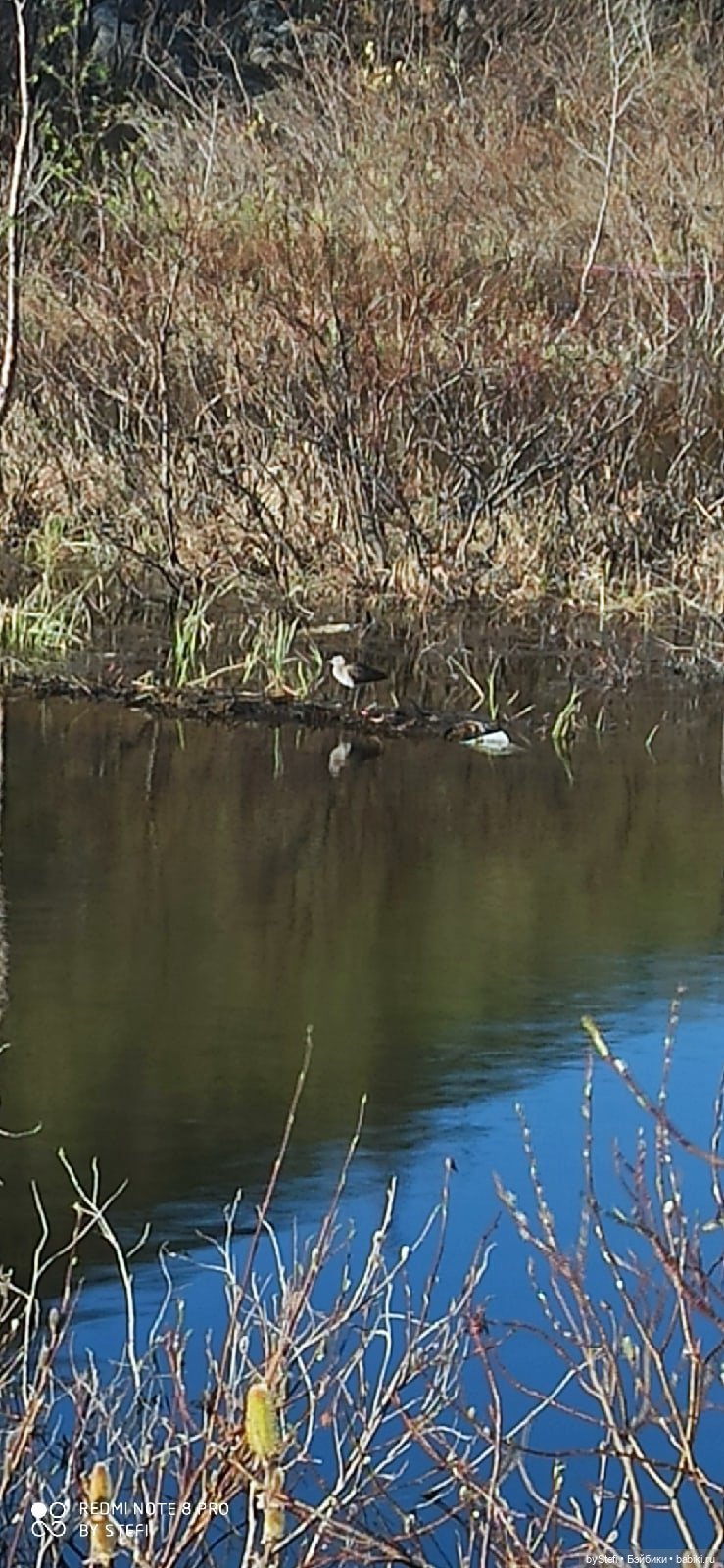 4 июня в Заполярье — Красивая природа и цветы: фото пейзажей