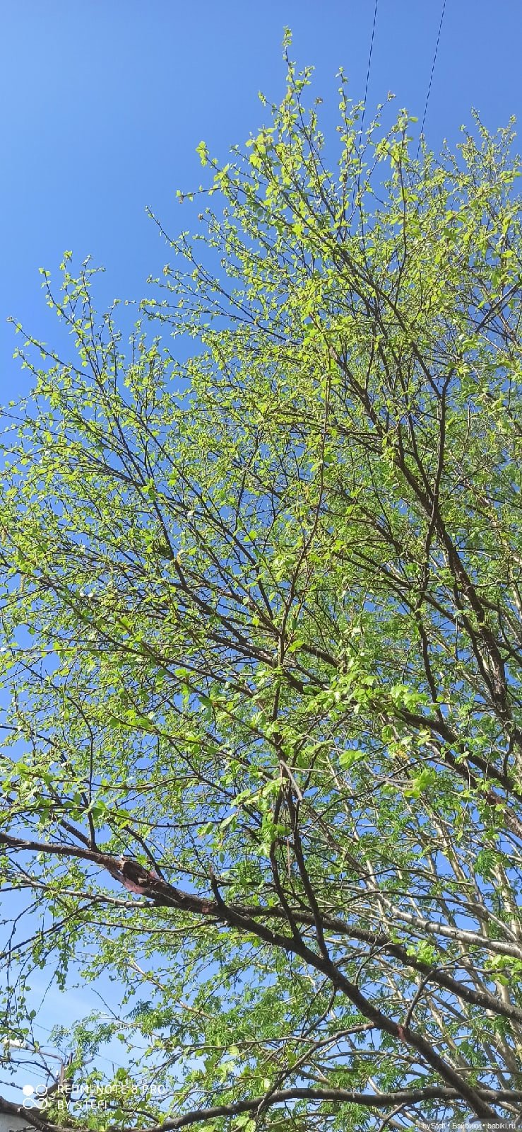 4 июня в Заполярье — Красивая природа и цветы: фото пейзажей