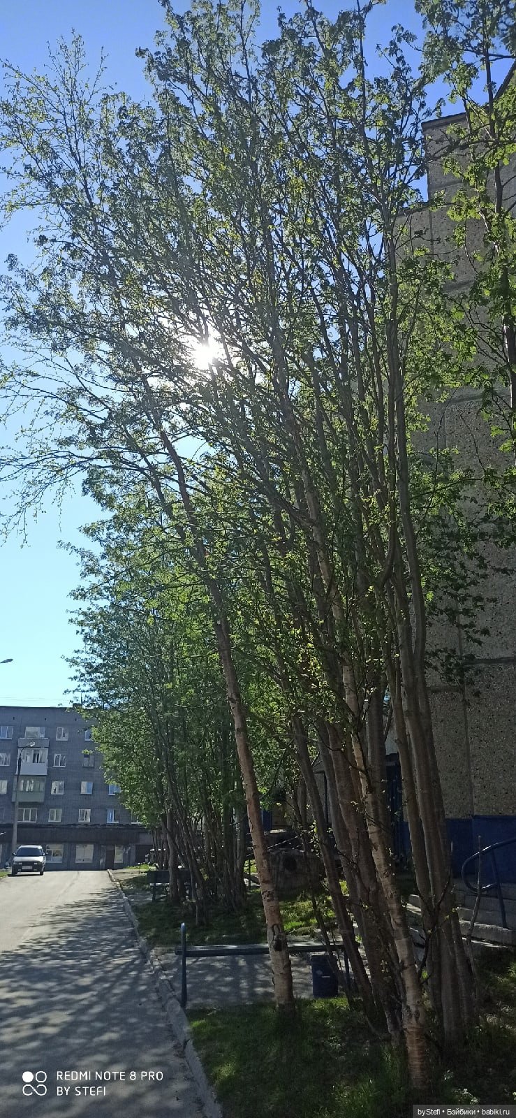 4 июня в Заполярье — Красивая природа и цветы: фото пейзажей