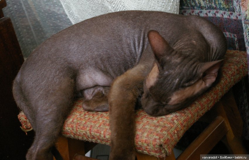 Немного не о куклах или "Мама, купи кролика!" (фото 2)