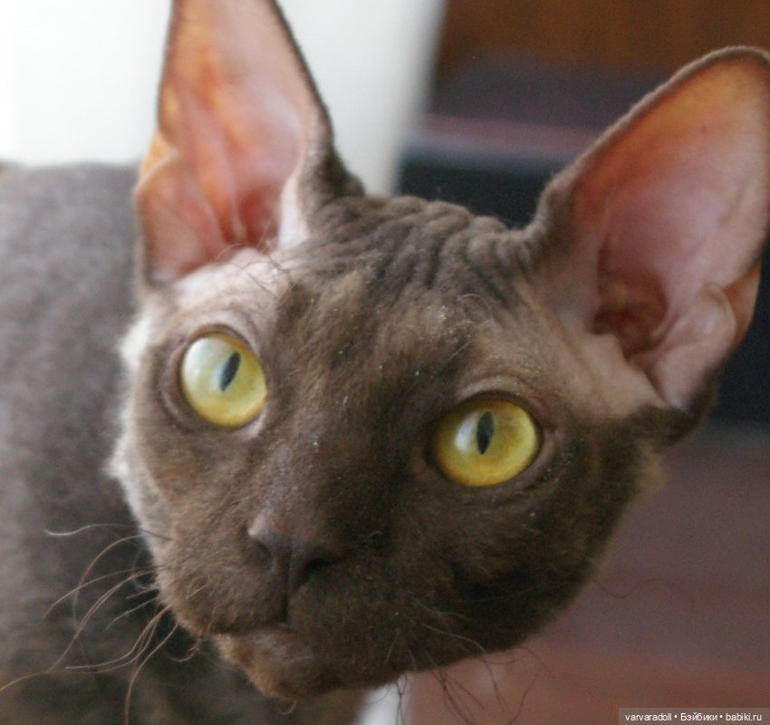 Немного не о куклах или "Мама, купи кролика!"