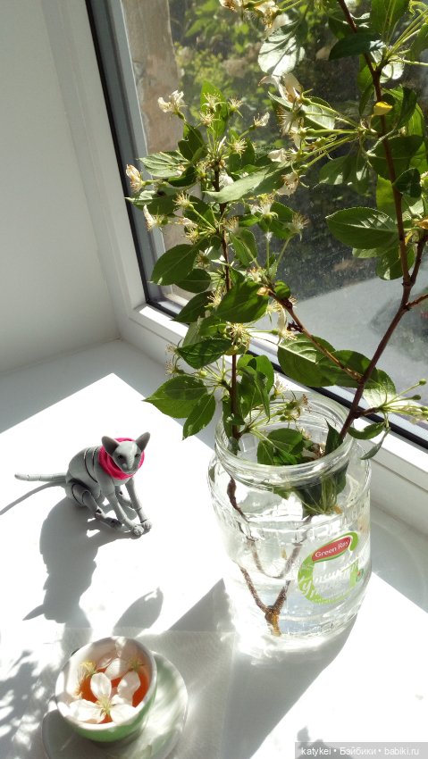 Чай с отцветшим яблоневым цветом