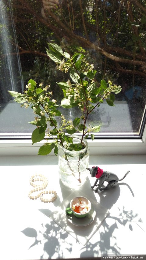 Чай с отцветшим яблоневым цветом