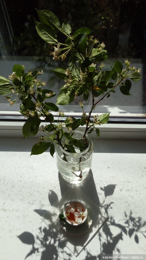 Чай с отцветшим яблоневым цветом