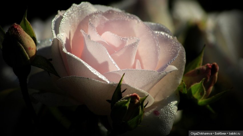 Аделина Susan Krey - Моё Нежное Дитя