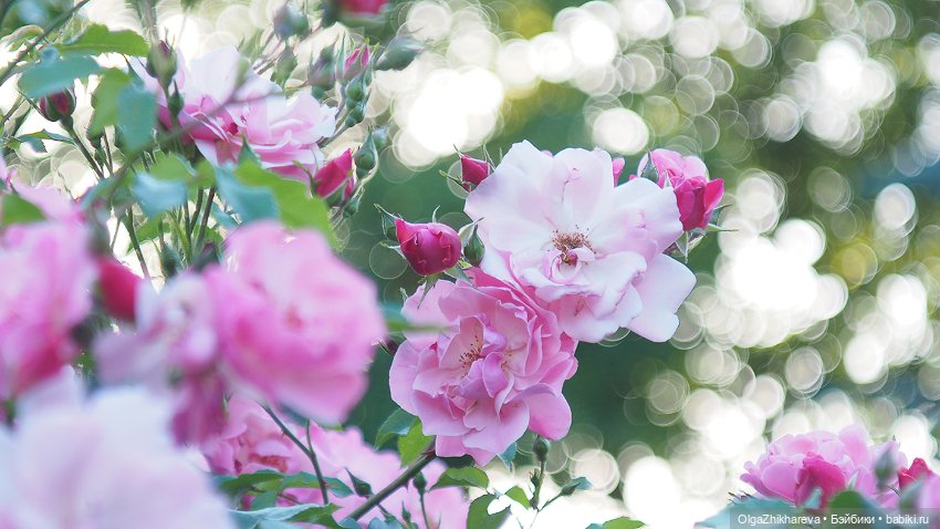 Аделина Susan Krey - Моё Нежное Дитя