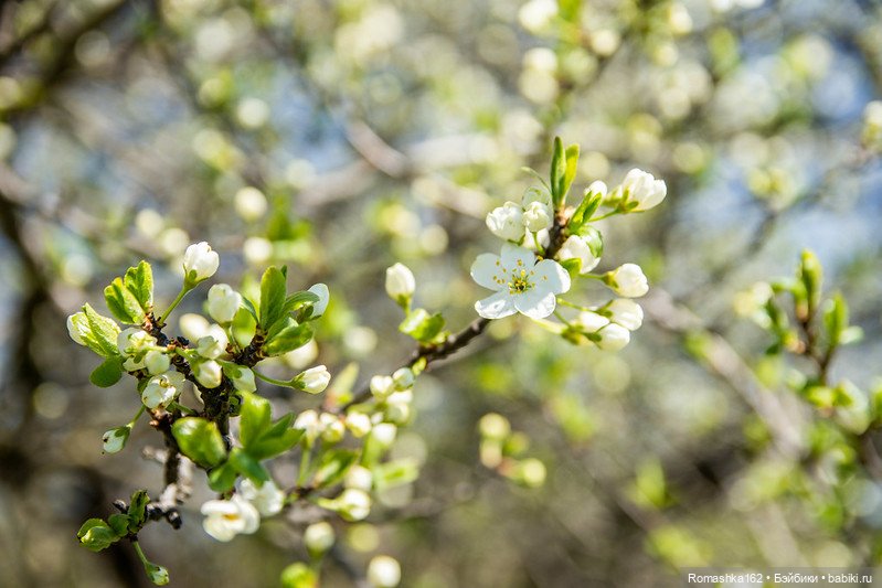Для настроения — Гибридизация кукол BJD (БЖД): пересадка головы
