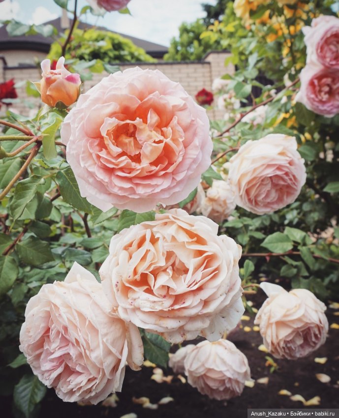 Зайка тедди — Авторские мишки Тедди и друзья: фото (фото 7)