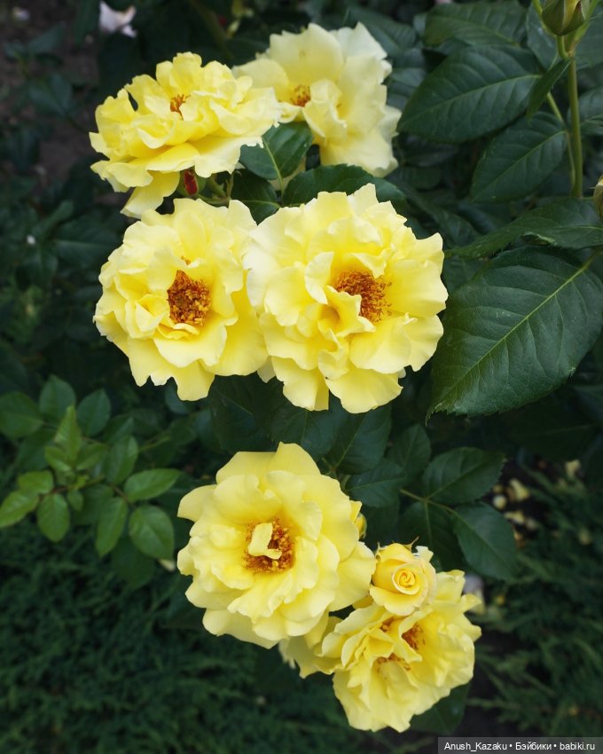 Зайка тедди — Авторские мишки Тедди и друзья: фото (фото 8)