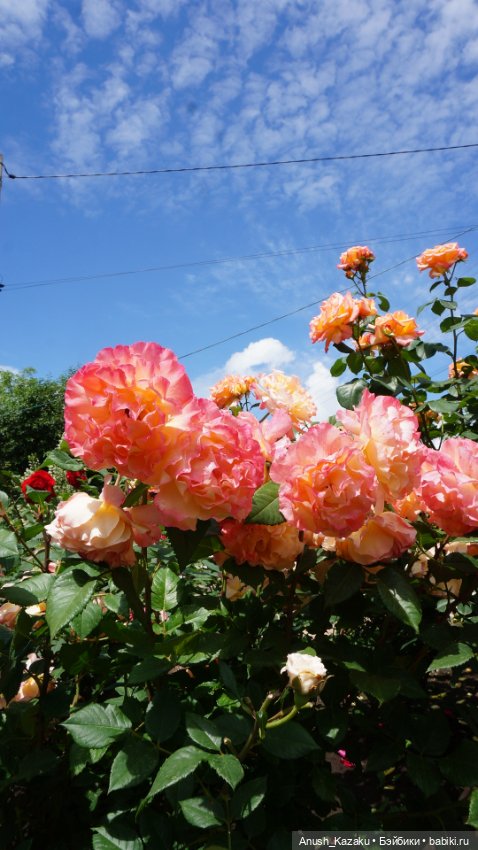 Зайка тедди — Авторские мишки Тедди и друзья: фото (фото 9)