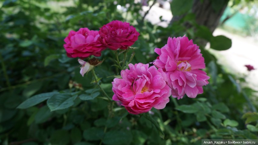 Зайка тедди — Авторские мишки Тедди и друзья: фото (фото 10)