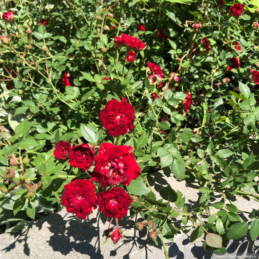 Мой любимый — Игровые куклы разных производителей (Разное): редкие бренды (фото 7)