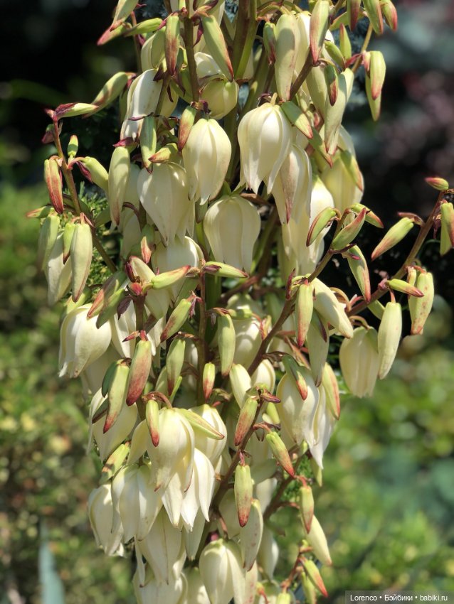 Мой любимый — Игровые куклы разных производителей (Разное): редкие бренды