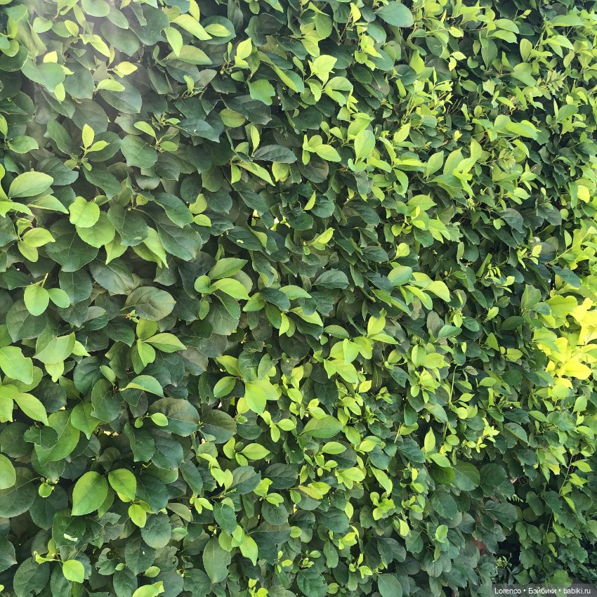 Мой любимый — Игровые куклы разных производителей (Разное): редкие бренды (фото 9)