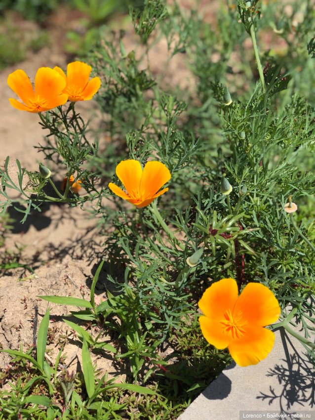 Мой любимый — Игровые куклы разных производителей (Разное): редкие бренды (фото 8)