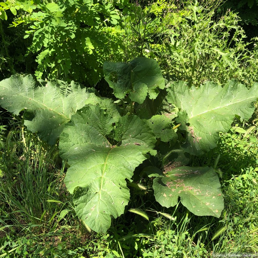 Мой любимый — Игровые куклы разных производителей (Разное): редкие бренды (фото 4)