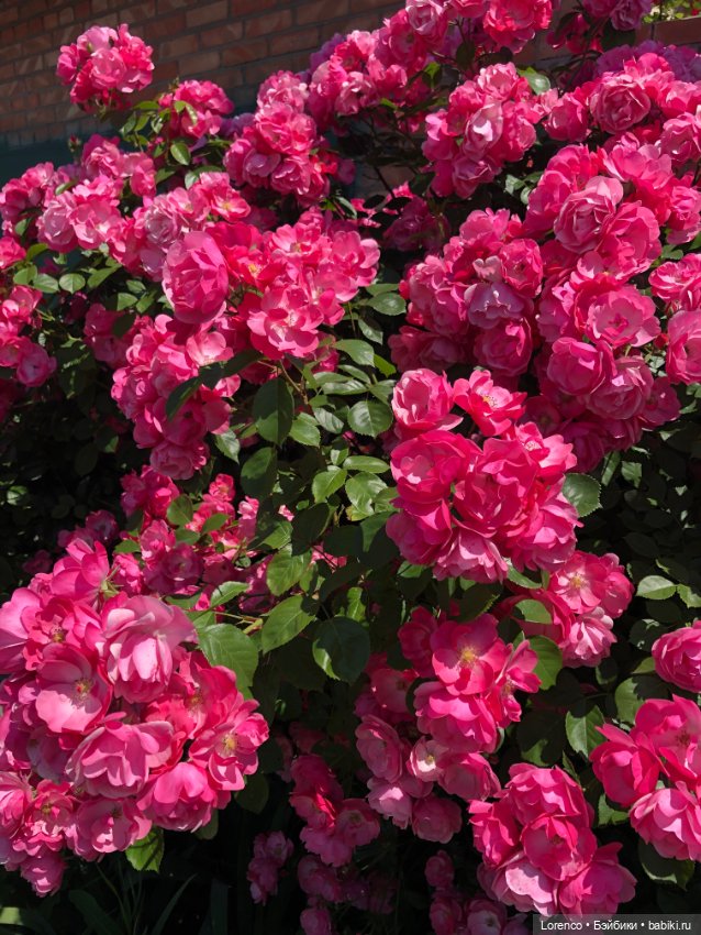 Мой любимый — Игровые куклы разных производителей (Разное): редкие бренды (фото 10)