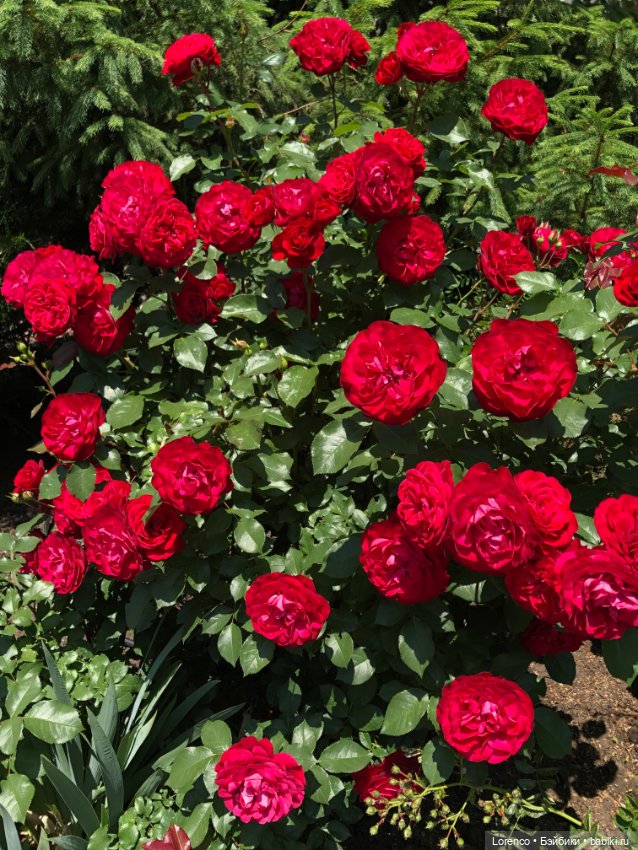 Мой любимый — Игровые куклы разных производителей (Разное): редкие бренды