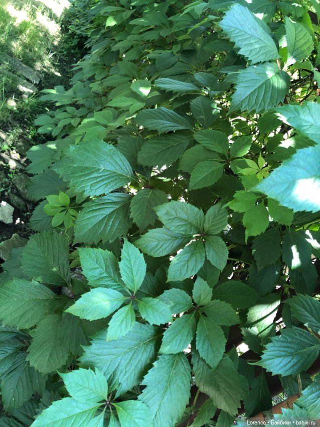 Мой любимый — Игровые куклы разных производителей (Разное): редкие бренды