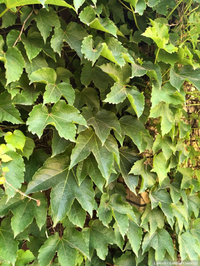 Мой любимый — Игровые куклы разных производителей (Разное): редкие бренды