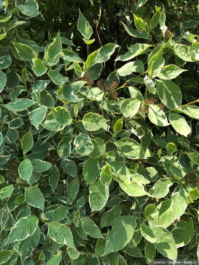 Мой любимый — Игровые куклы разных производителей (Разное): редкие бренды