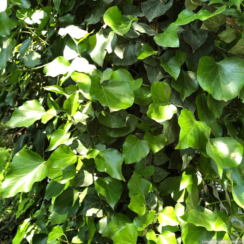 Мой любимый — Игровые куклы разных производителей (Разное): редкие бренды