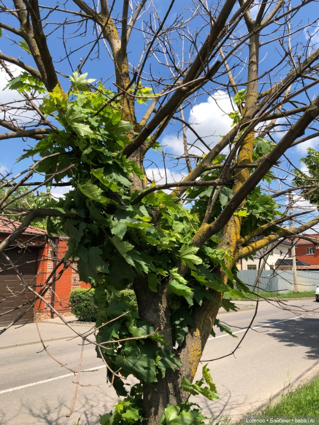 Мой любимый — Игровые куклы разных производителей (Разное): редкие бренды