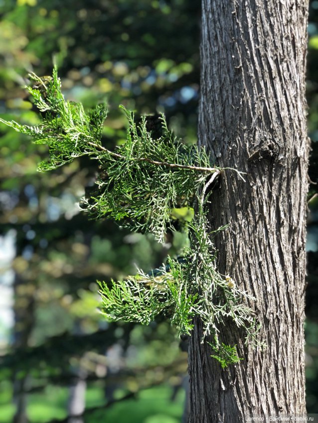 Мой любимый — Игровые куклы разных производителей (Разное): редкие бренды