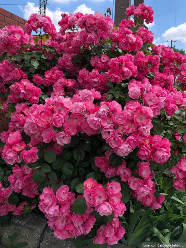 Мой любимый — Игровые куклы разных производителей (Разное): редкие бренды